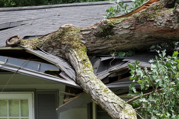 Storm Remediation in Lake Mary